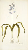 Scilla hyacinthoides