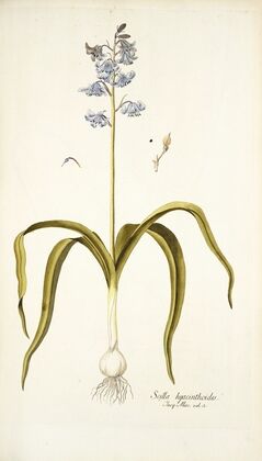 Scilla hyacinthoides