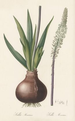 Scilla maritima (1802-1816)