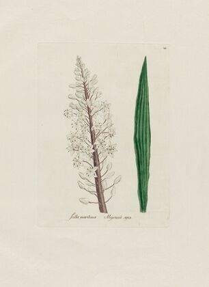 Scilla maritima (1797–1810)