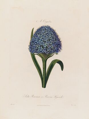 Scilla Peruviana ; or Peruvian Hyacinth (1799–1810)