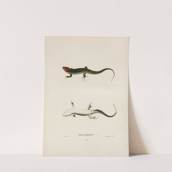 Scincus quinquelineatus. by John Edwards Holbrook