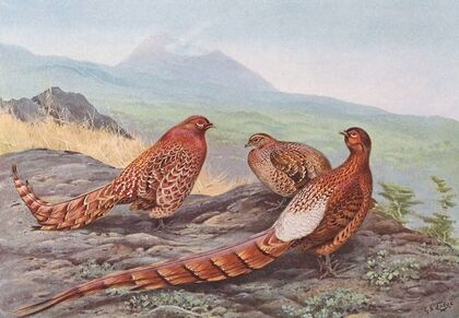 Scintillating Copper Pheasant, Ijima’s Copper Pheasant — size preview