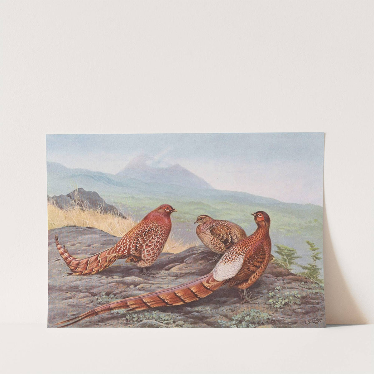 Scintillating Copper Pheasant, Ijima's Copper Pheasant by George Edward Lodge