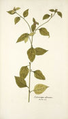 Sclerocarpus africanus
