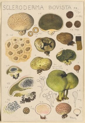 Scleroderma bovista (1915-1945)