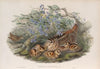 Scolopax rusticola. Woodcock. (1862-1873)