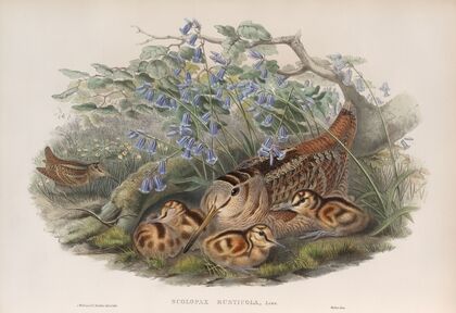 Scolopax rusticola. Woodcock. (1862-1873)