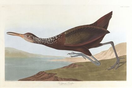 Scolpaceus courlan
