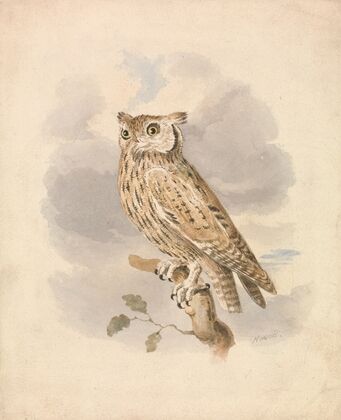 Scops Owl