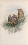Scops zorca. Scops Eared Owl. (1862-1873)