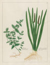 Scordium … [and] Calamus Aromaticus (1797–1810)