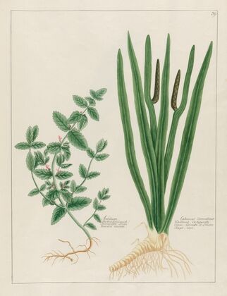 Scordium … [and] Calamus Aromaticus (1797–1810)