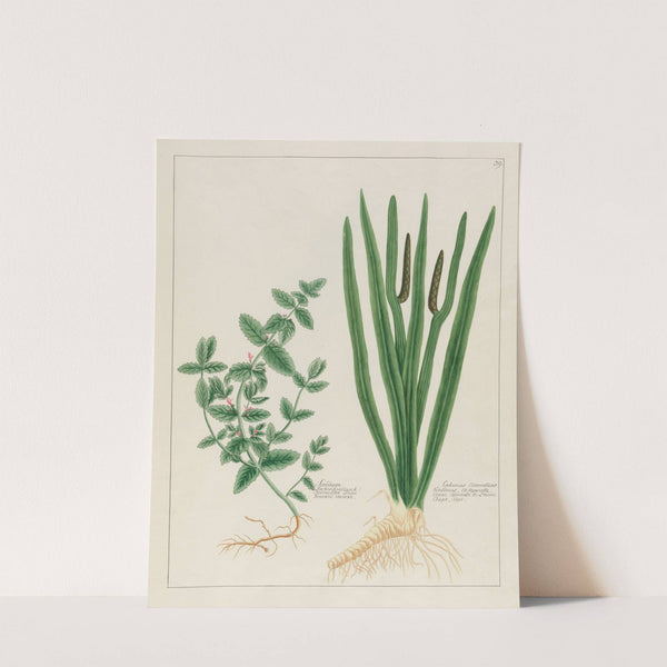 Scordium … [and] Calamus Aromaticus (1797–1810) by Petr Martynovich Gofman