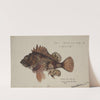 Scorpaena cardinalis ( Red Scorpion fish) by Frank Edward Clarke