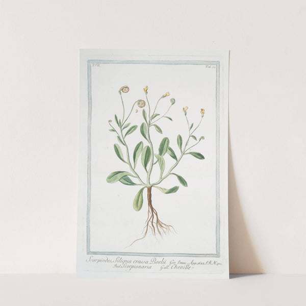 Scorpiodes, Siliqua crassa Boelü - Scorpionaria - Chenille by Giorgio Bonelli