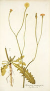 Scorzonera taraxacifolia