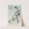 Scrapper the Kingbird, Redeye the Vireo by Louis Agassiz Fuertes