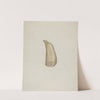 Scrimshaw by Edith Miller