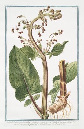 Scrophularia aquatica major – Scrophularia maxima radice fibrosa – Scrofolaria acquatica – Scrofulaire