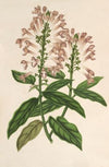 Scutellaria albo-rosea