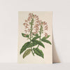 Scutellaria albo-rosea by Charles Antoine Lemaire