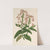 Scutellaria albo-rosea by Charles Antoine Lemaire