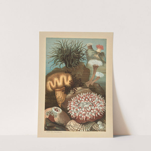 Sea Anemones (1878) by Louis Prang