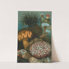 Sea-Anemones. by John George Wood