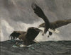 Sea Eagles