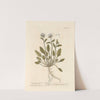 Sea scurvy-grass by Elizabeth Blackwell