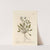 Sea scurvy-grass by Elizabeth Blackwell