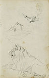 Seated lion, two lion head studies