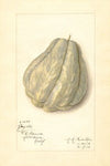 Sechium edule