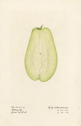 Sechium edule