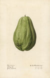 Sechium edule
