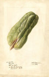Sechium edule