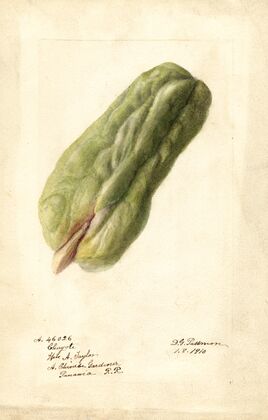 Sechium edule