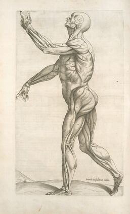 Secunda musculorum tabula. [Shows muscles in a walking position] — size preview