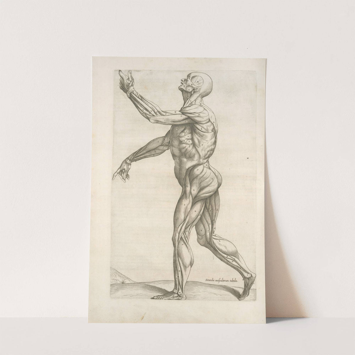 Secunda musculorum tabula. [Shows muscles in a walking position] (1545) by Thomas Geminus