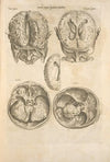 Secunda pagina figurarum capitalium. [Human brain]