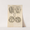 Secunda pagina figurarum capitalium. [Human brain] (1545) by Thomas Geminus