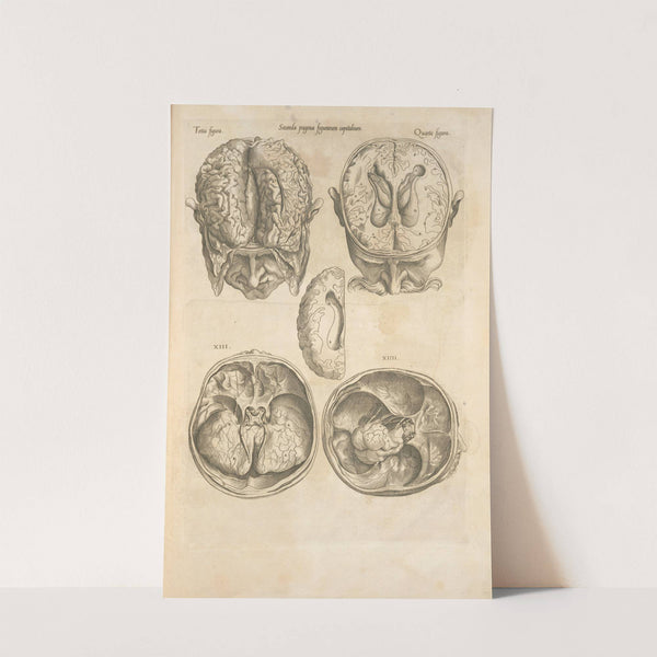 Secunda pagina figurarum capitalium. [Human brain] (1545) by Thomas Geminus
