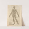 Secv. fig; Integra et ab omnibus partibus &#8230; [Male figure showing the arteries and veins] (1545) by Thomas Geminus