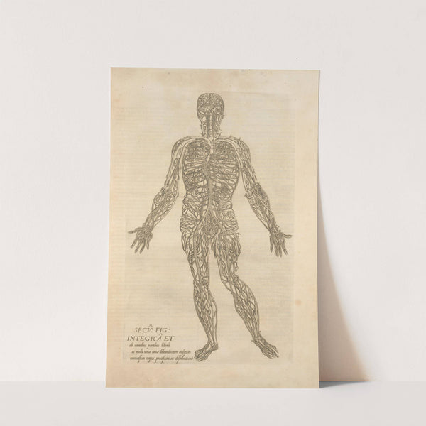 Secv. fig; Integra et ab omnibus partibus &#8230; [Male figure showing the arteries and veins] (1545) by Thomas Geminus