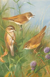 Sedge Warbler, Reed Warbler And marsh Warbler (1924)