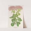 Sedum fabarium by Charles Antoine Lemaire