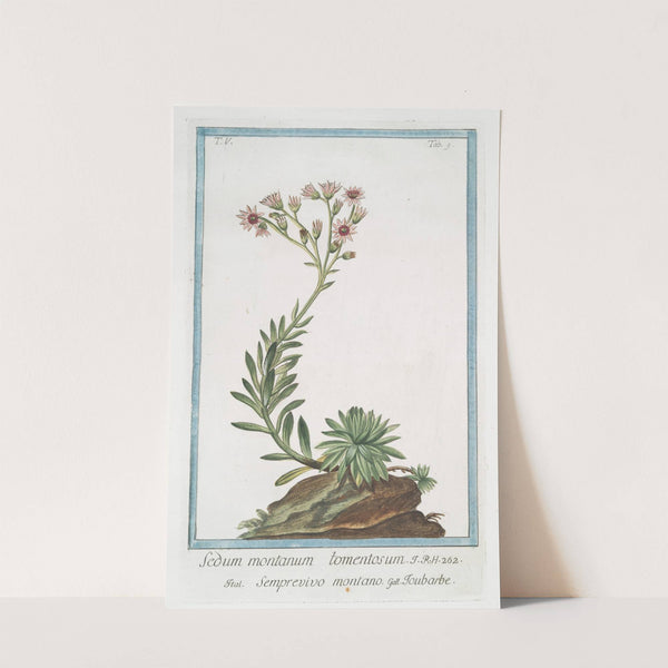 Sedum montanum tomentosum - Semprevivo montano - Toubarbe. (Mountain house-leek) by Giorgio Bonelli