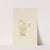 Sedum stenopetalum (ca. 1917-1918) by Mary Vaux Walcott