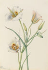 Sego Lily (Calochortus nuttallii) (1933)